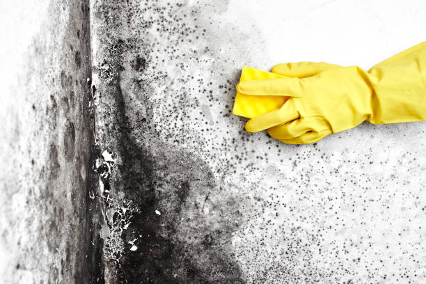 Best Professional Mold Removal  in Collinsville, OK