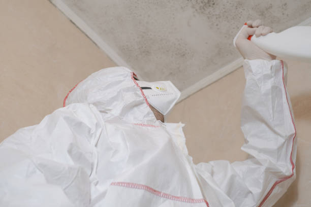 Best Black Mold Removal  in Collinsville, OK