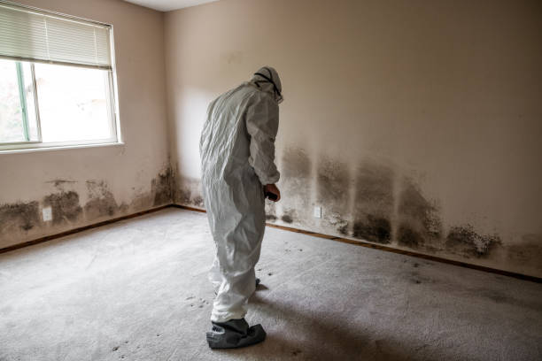 Best Local Mold Removal Service  in Collinsville, OK