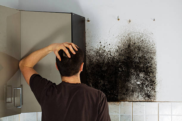 Best Local Mold Removal Service  in Collinsville, OK