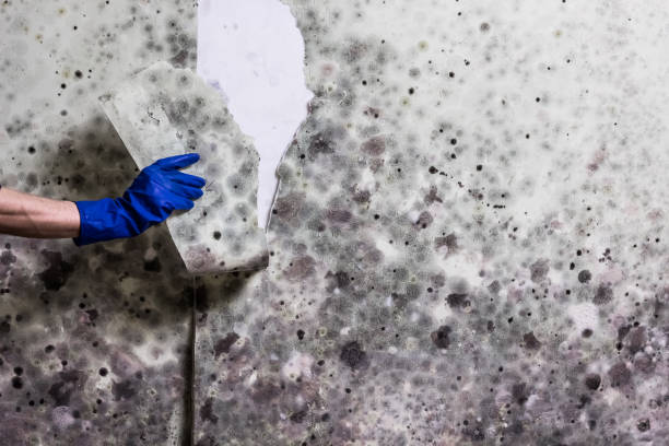 Best Affordable Mold Removal  in Collinsville, OK